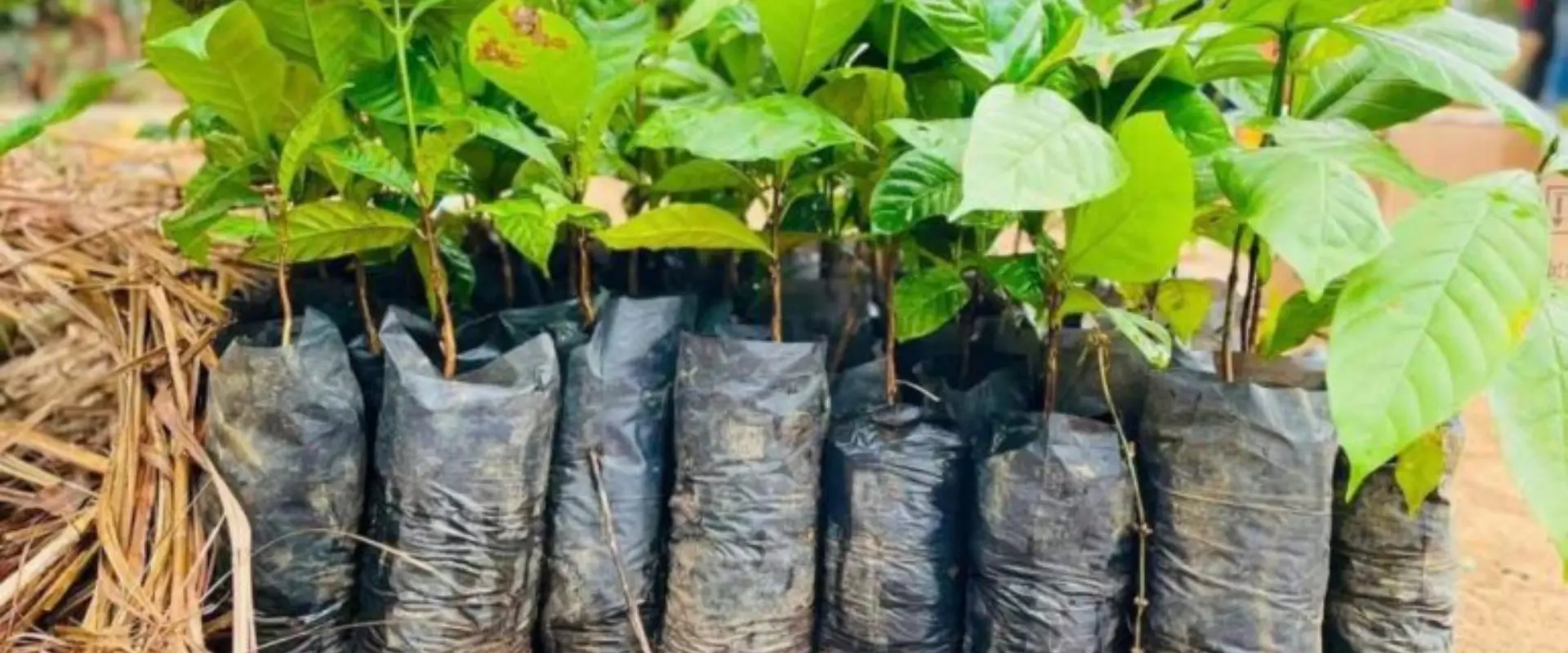 Mukafé disponibiliza dois milhões e 500 mudas para época agrícola no Uíge