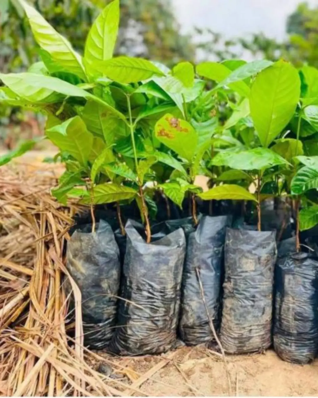 Mukafé disponibiliza dois milhões e 500 mudas para época agrícola no Uíge