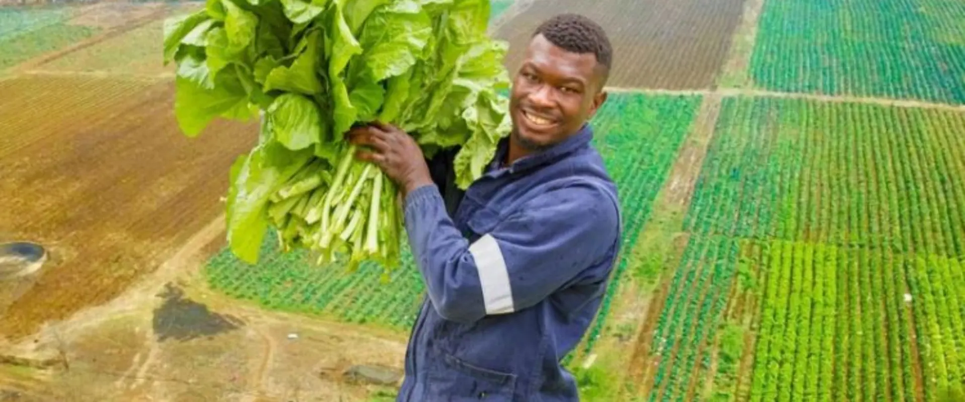 Agricultor sul-africano transforma negócio agrícola após vender 10 mil couves em três dias