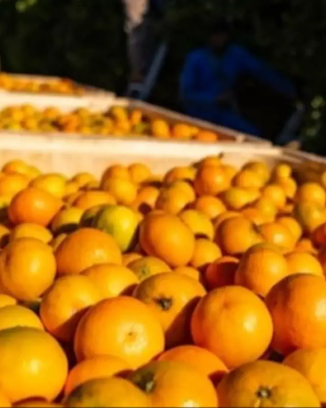 Identificar as ferramentas certas para agricultores e exportadores durante os tempos difíceis
