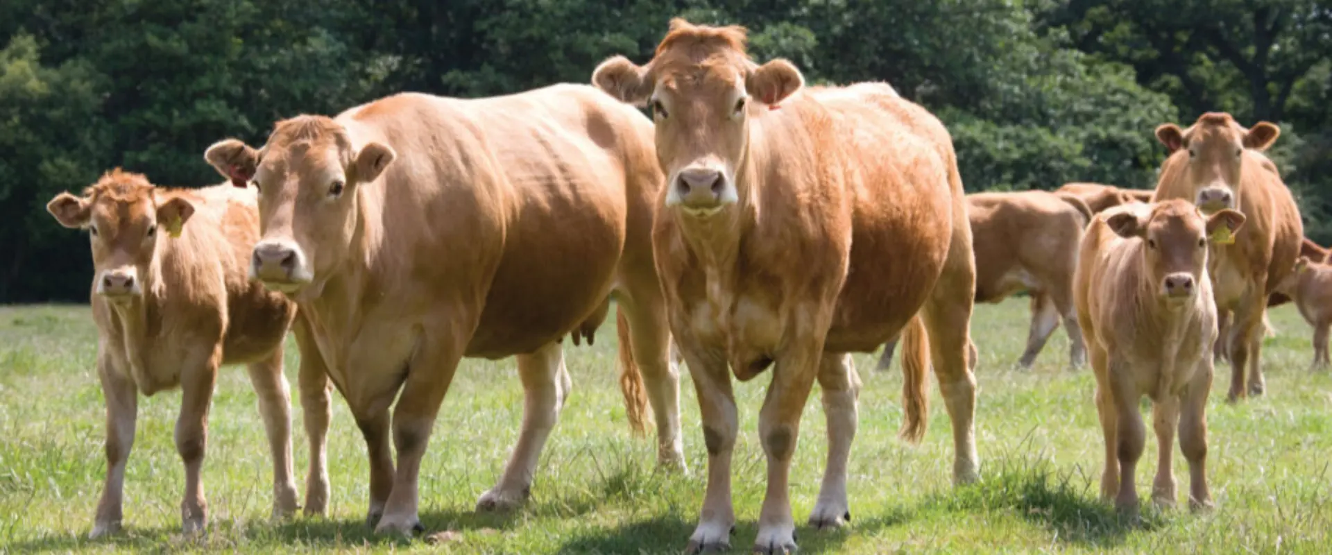 Aldi oferece prémios financeiros a produtores de carne bovina que adoptem práticas agrícolas sustentáveis. 