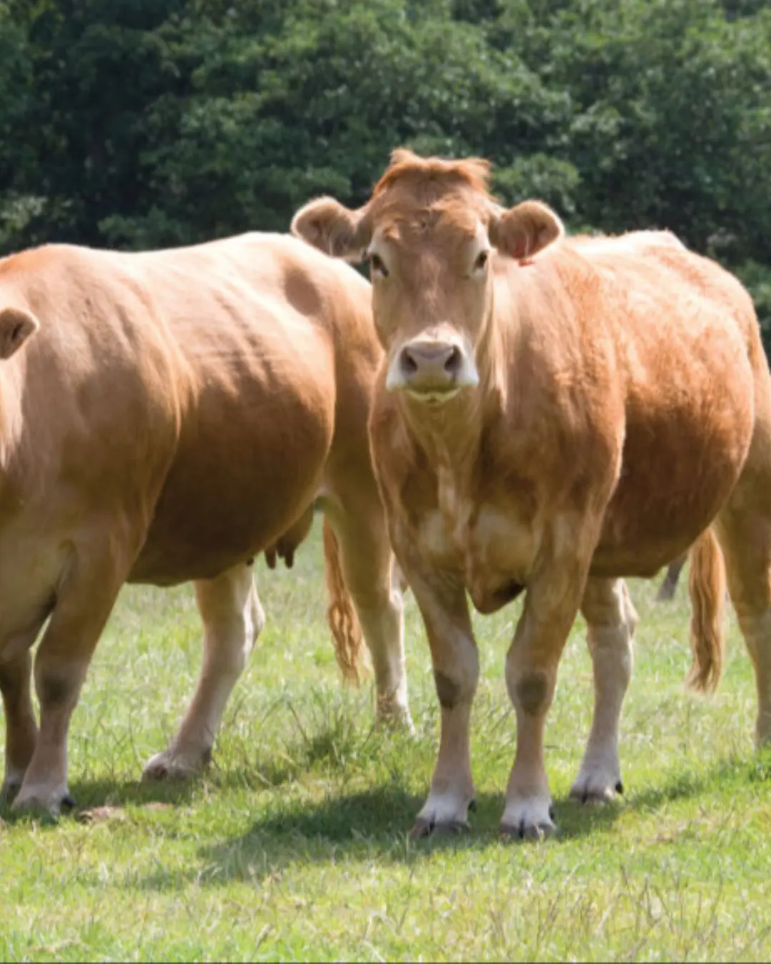 Aldi oferece prémios financeiros a produtores de carne bovina que adoptem práticas agrícolas sustentáveis. 