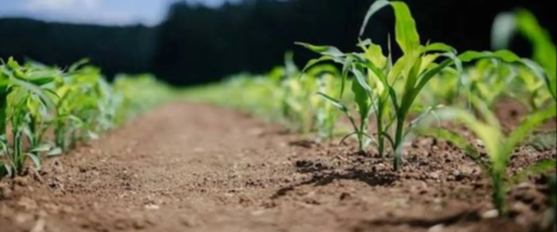 Agricultura biológica abre portas ao mercado europeu e reforça a competitividade dos produtores