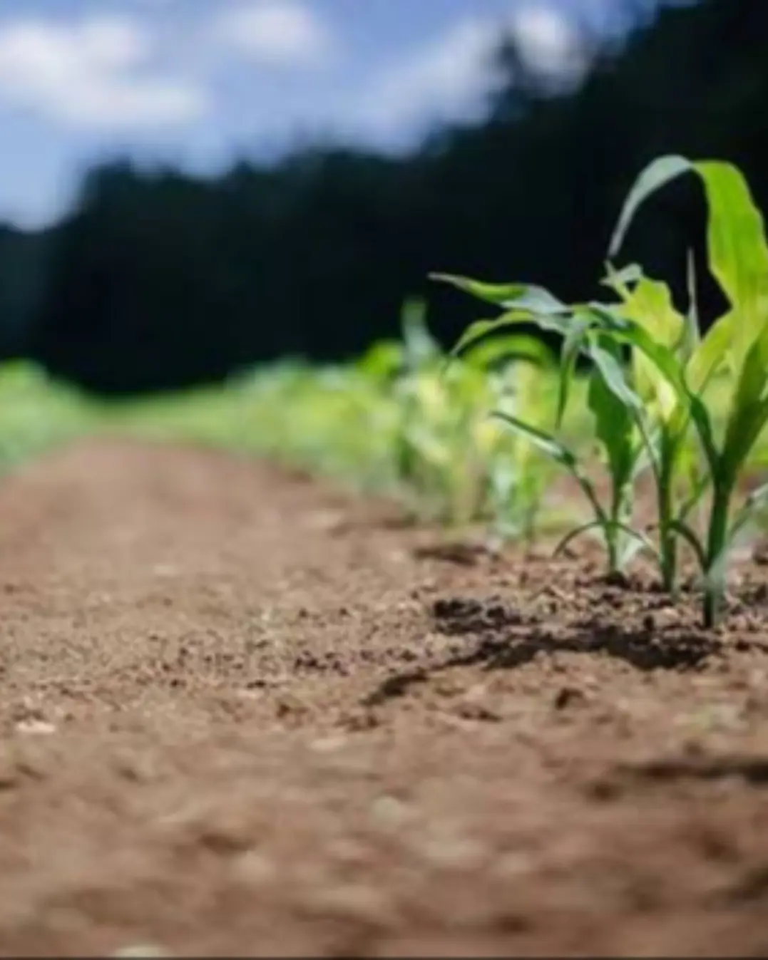 Agricultura biológica abre portas ao mercado europeu e reforça a competitividade dos produtores