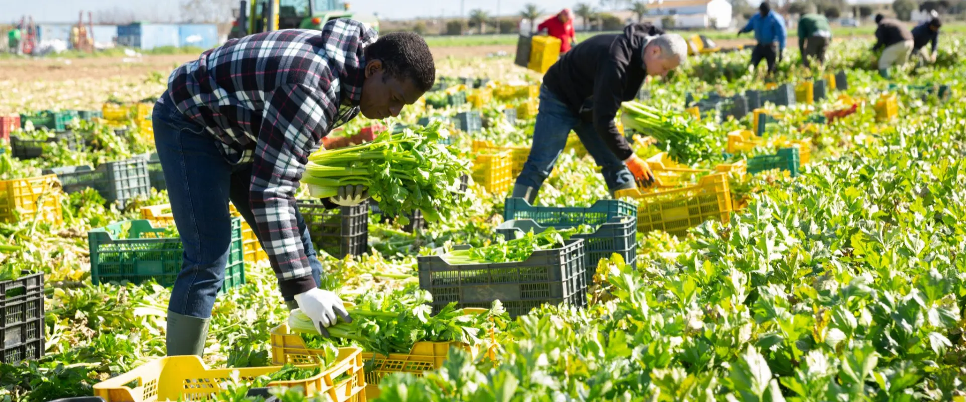 IFC aposta em agronegócio, turismo e logística para crescimento económico na África lusófona