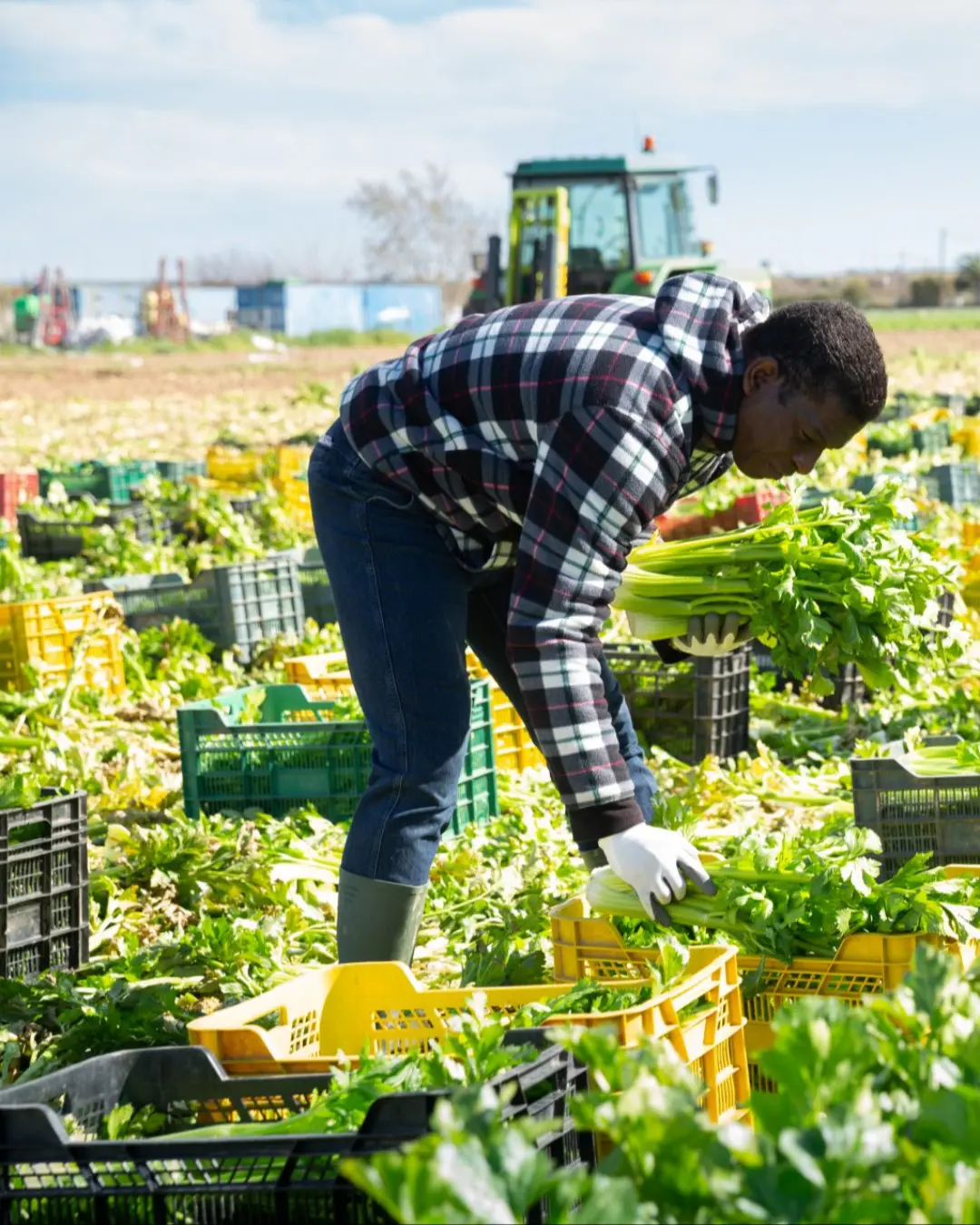 IFC aposta em agronegócio, turismo e logística para crescimento económico na África lusófona