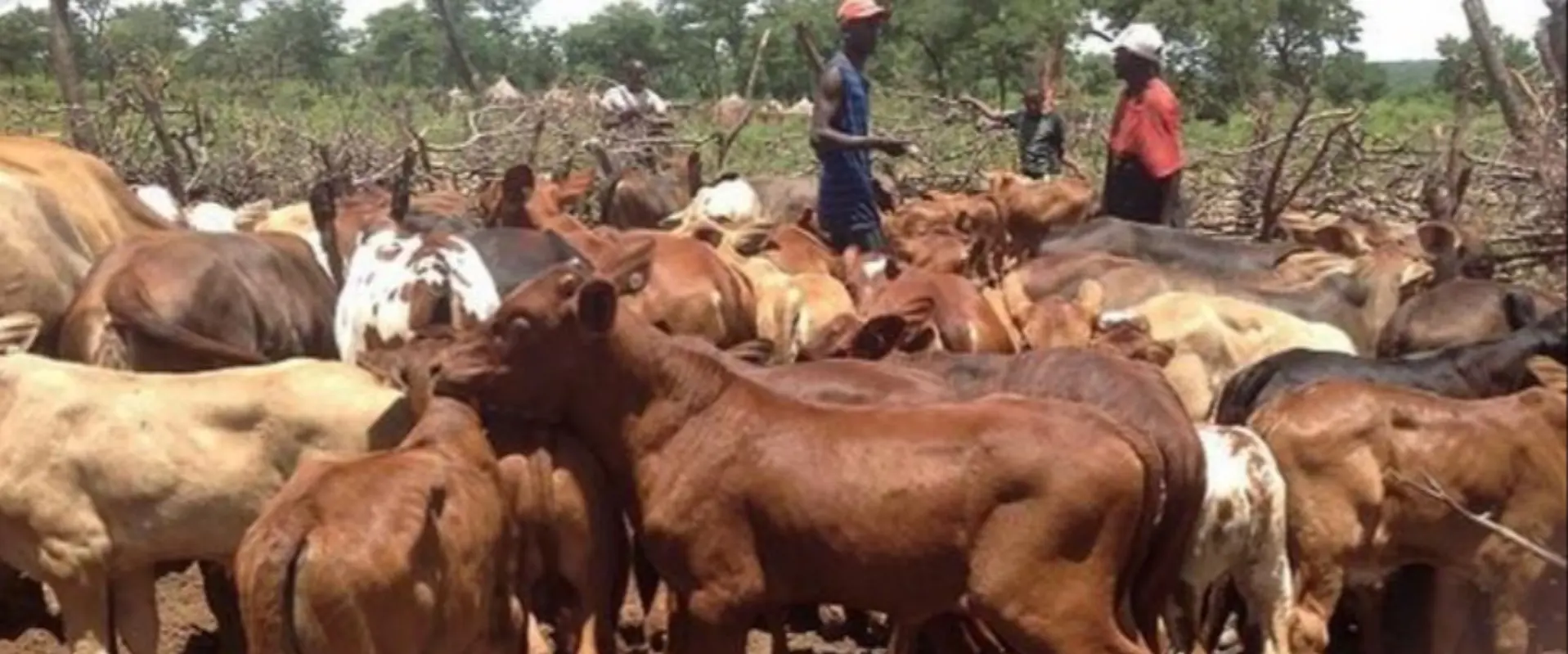 Huambo aposta no melhoramento genético do gado bovino