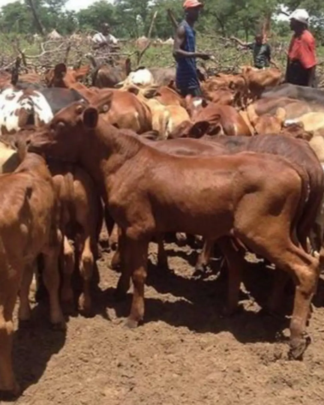 Huambo aposta no melhoramento genético do gado bovino