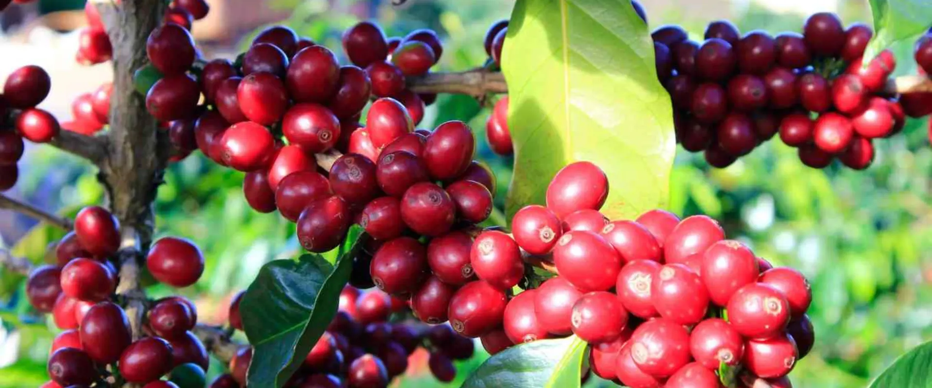 FIDA avalia potencial produtivo do café arábica no Bié