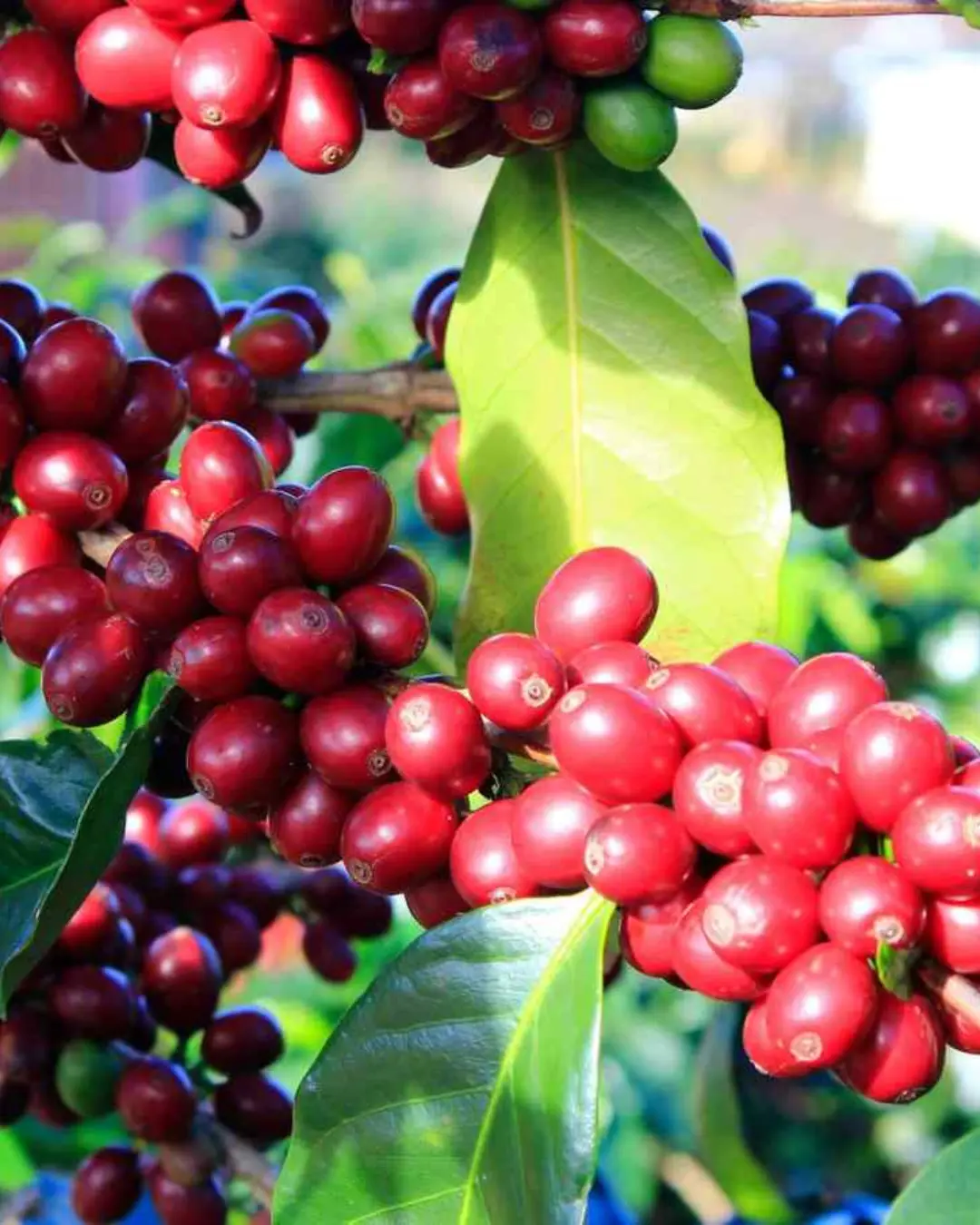 FIDA avalia potencial produtivo do café arábica no Bié
